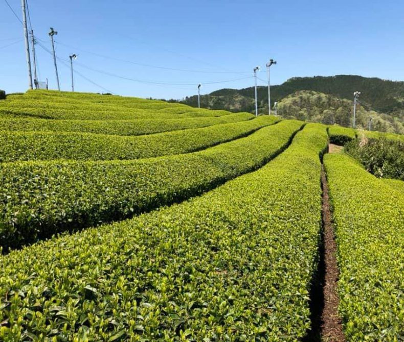 薬膳館　茶館喫茶去　気功教室・太極拳教室