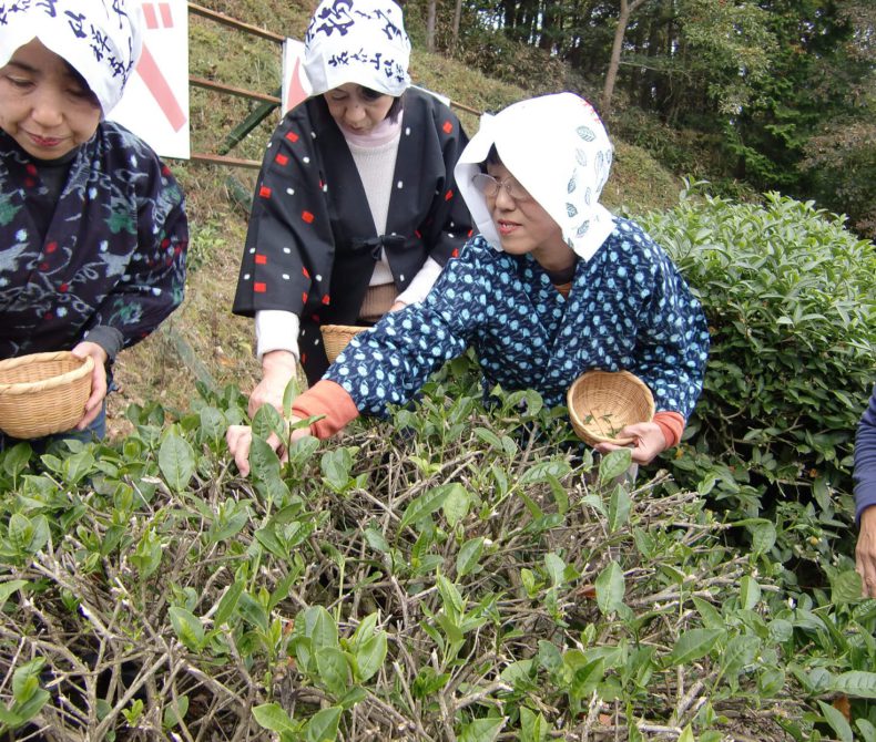 茶畑せらぴぃ