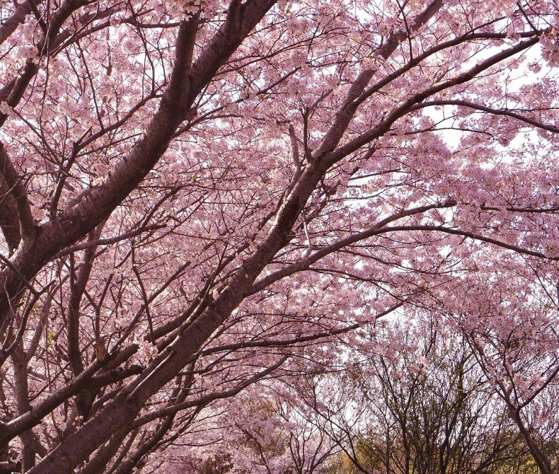 笠原桜公園