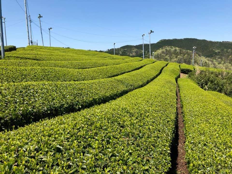 薬膳館　茶館喫茶去　気功教室・太極拳教室