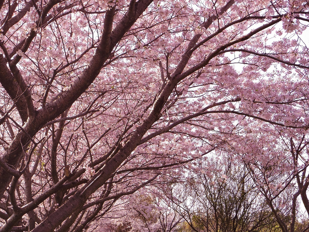 「笠原桜公園」へリンク