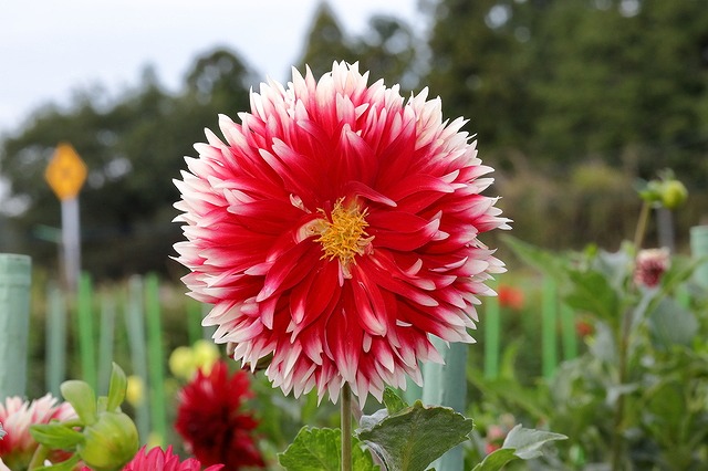 「花の郷　日野ダリア園」へリンク